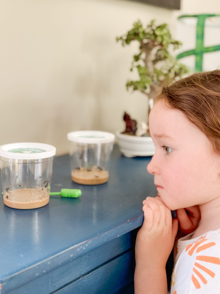 Raising Butterflies.